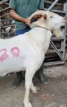 kambing gunung saanen ganteng 60kiloan timbang hidup siap kurban puas