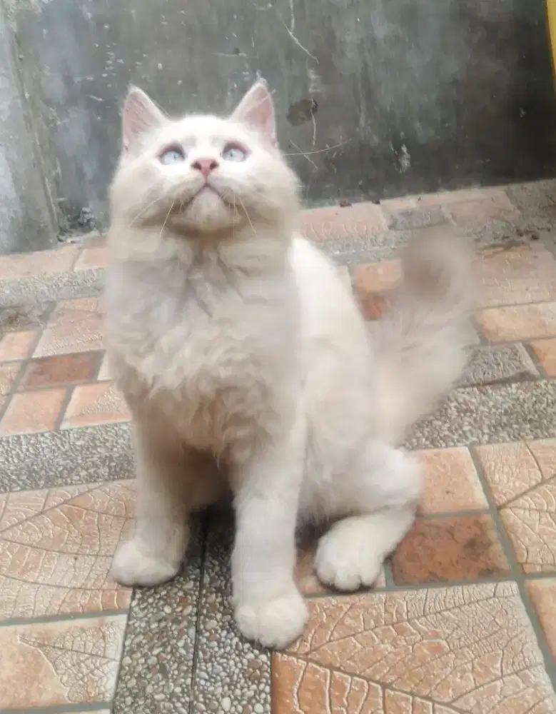 Kitten Persia jantan mata biru