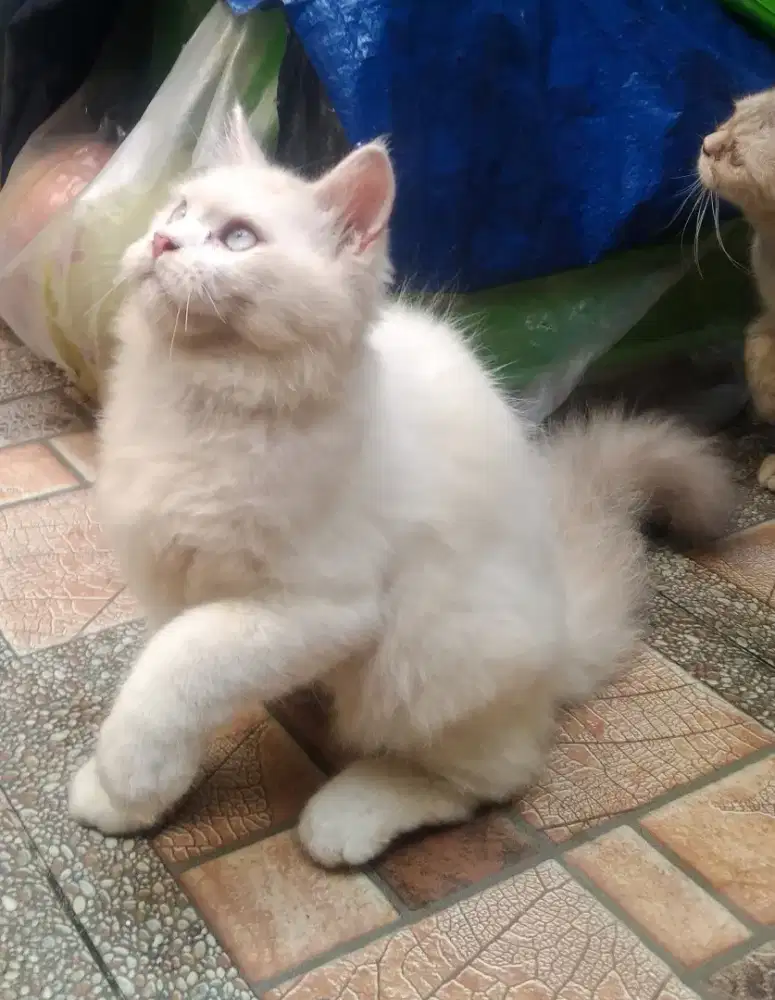 Kitten Persia jantan mata biru