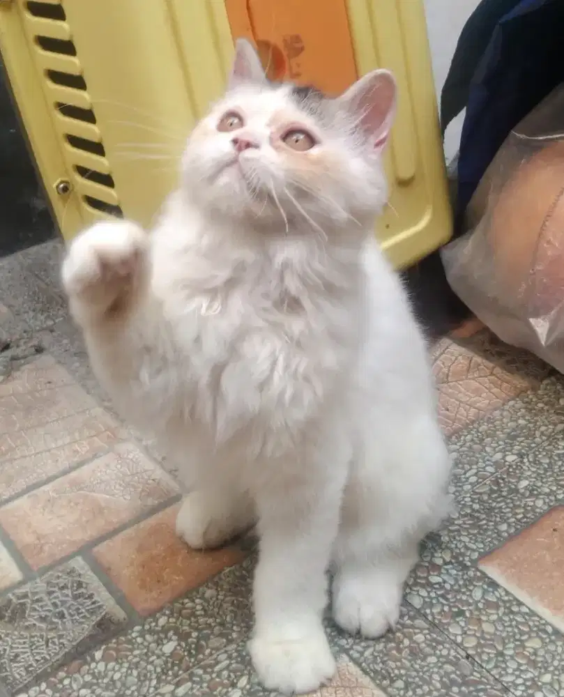 Kitten Persia flatnose betina