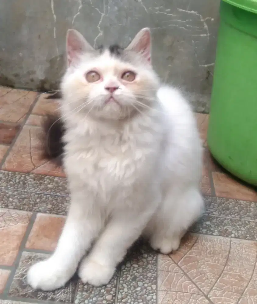 Kitten Persia flatnose betina