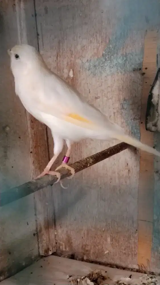 Kenari betina dara siapan