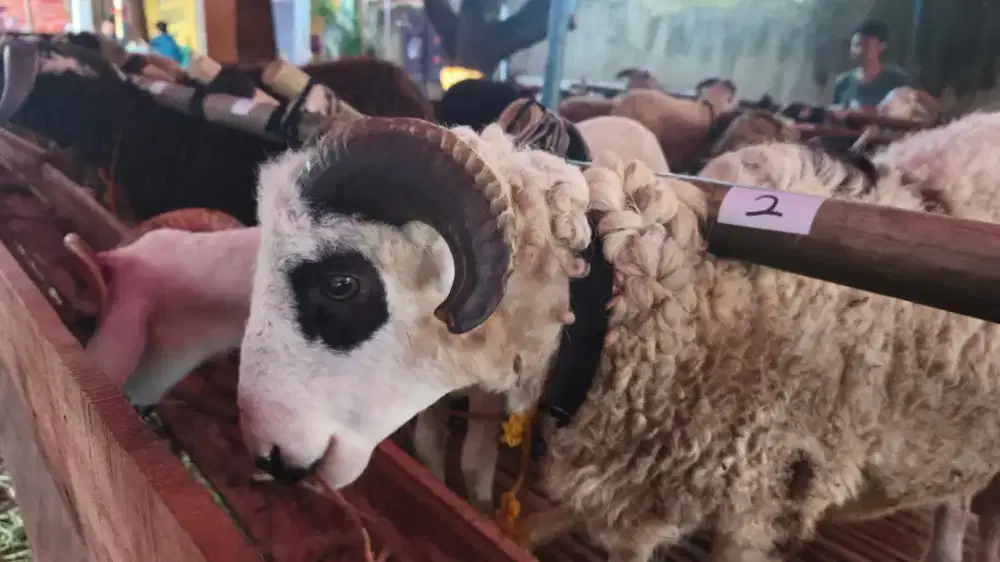 PROMO PERSIB JUARA; JUAL HEWAN QURBAN DOMBA SEHAT DAN MURMER