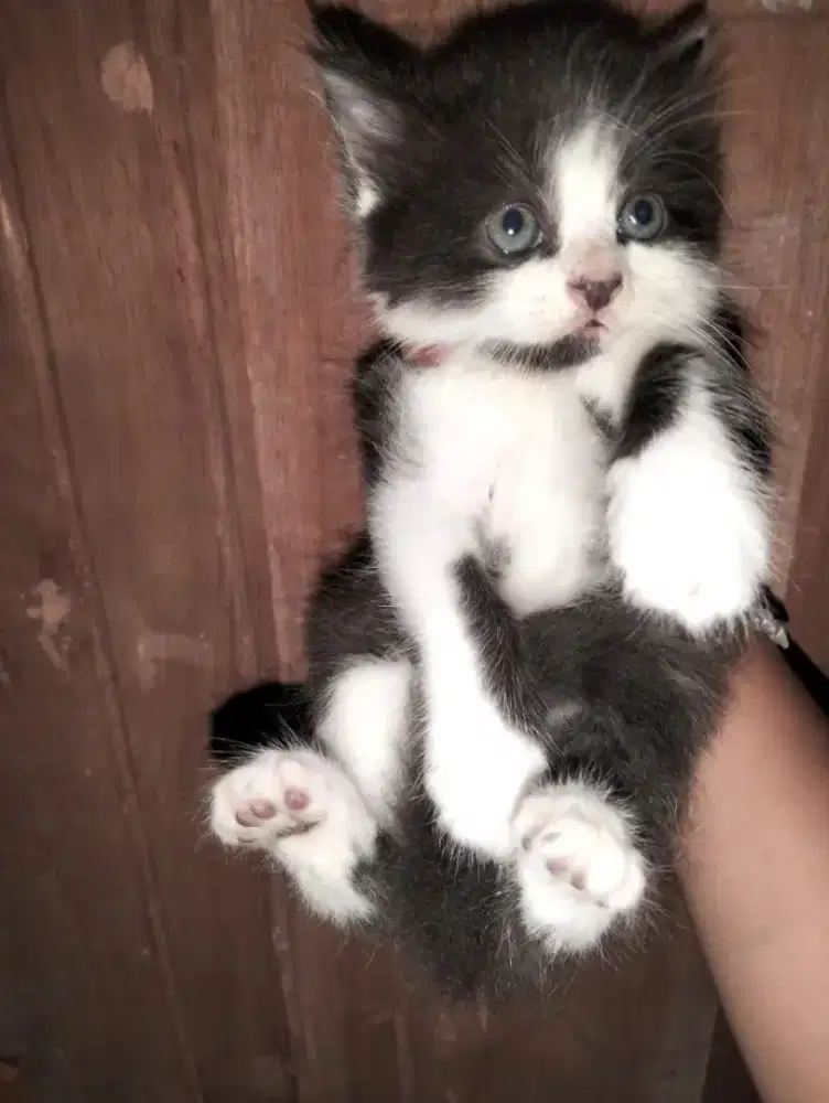 Persia Flatnose