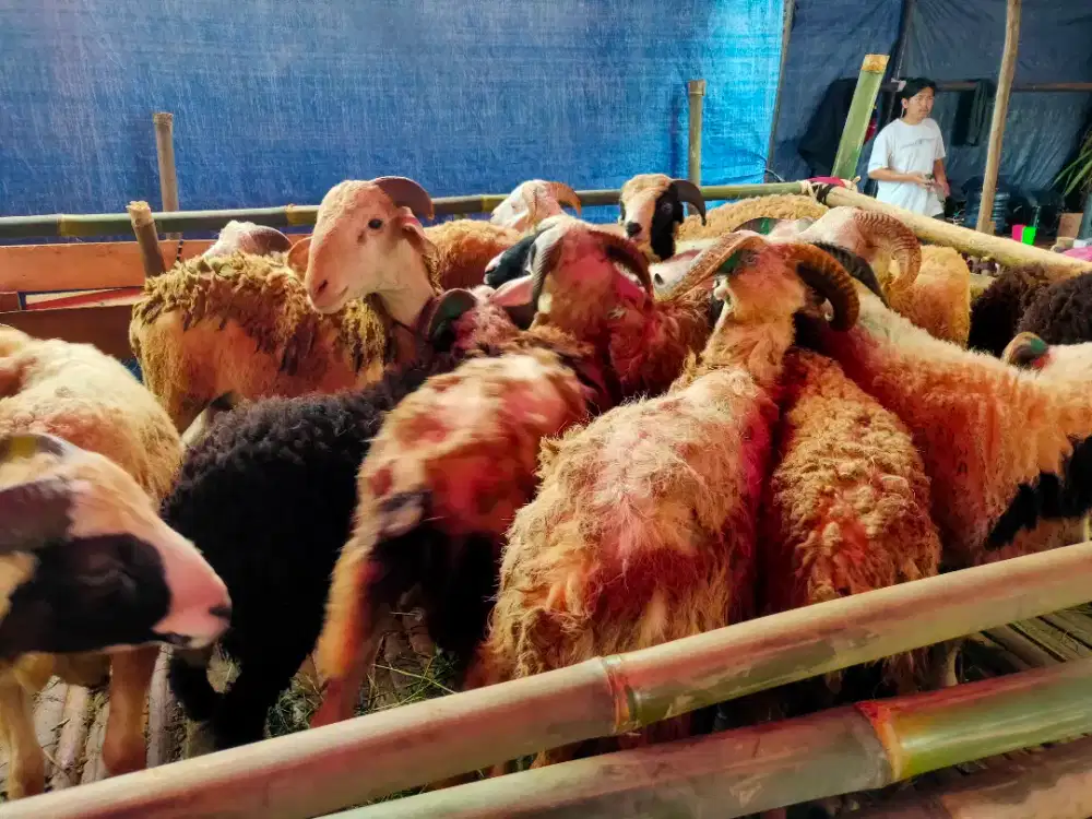 Dijual Sapi dan Domba untuk Qurban mulai dari 2Jutaan
