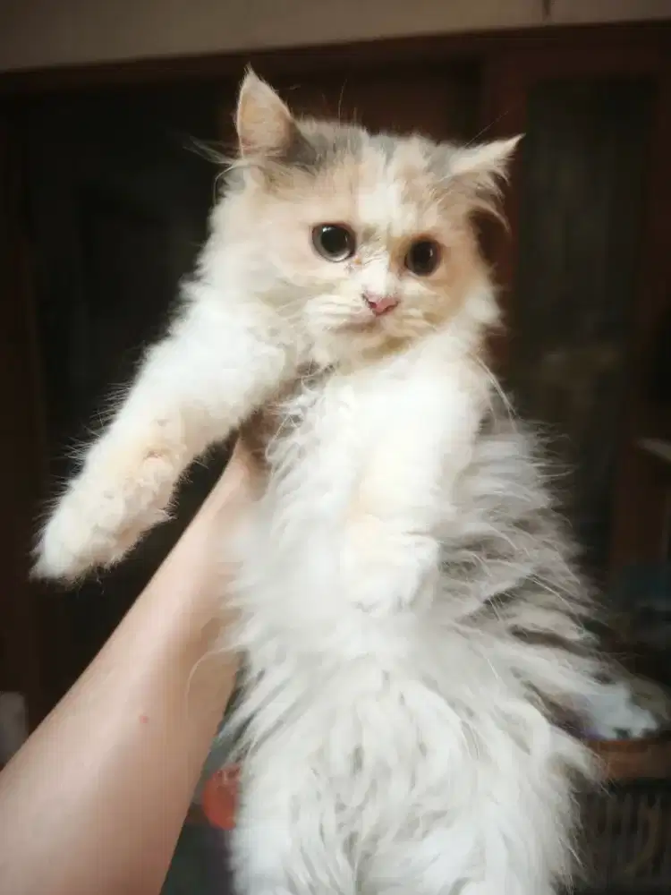 (NEGO) Kucing Persia Betina Calico