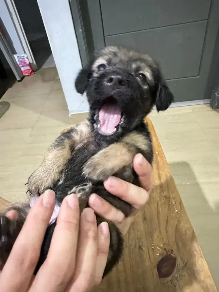 Anak anjing / anabul / puppy