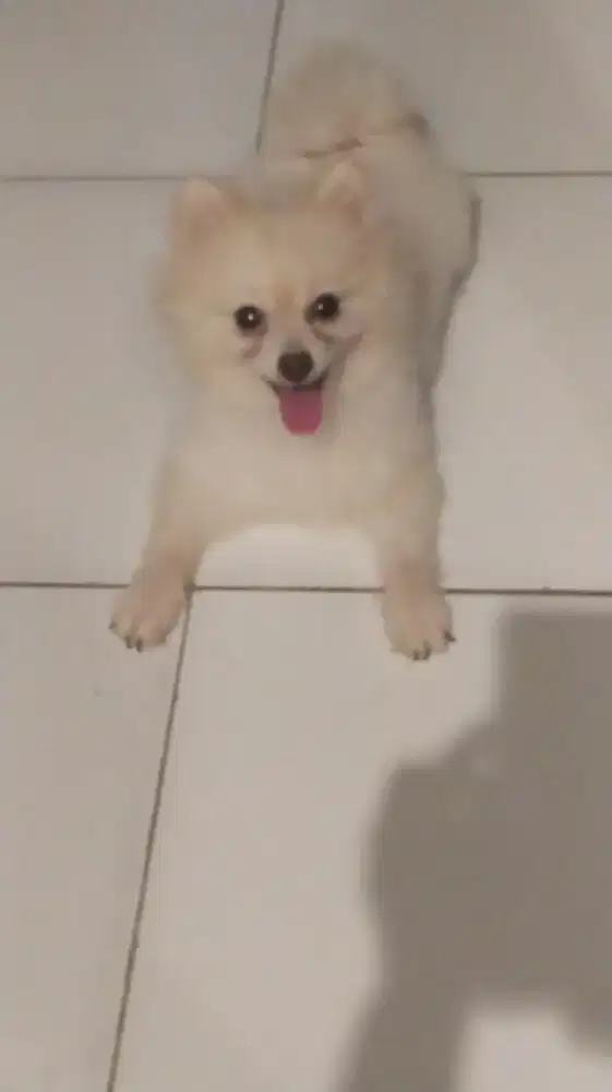 SUPER MINIPOM JANTAN