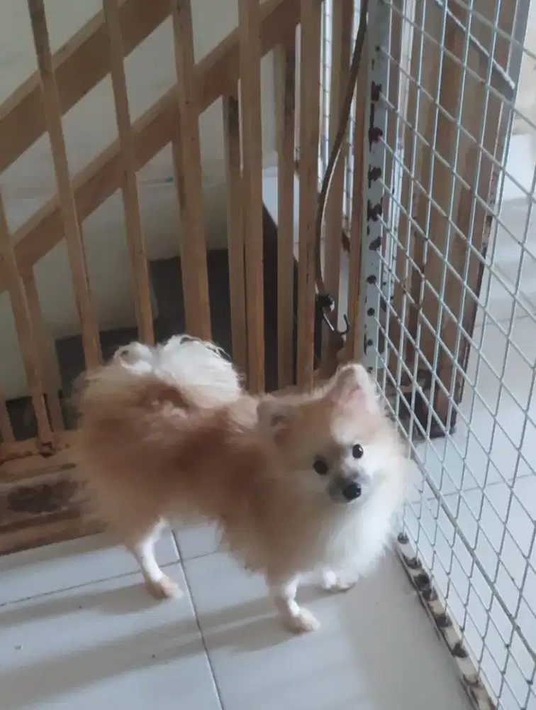 ANJING POMERANIAN BETINA 1,5 TAHUN