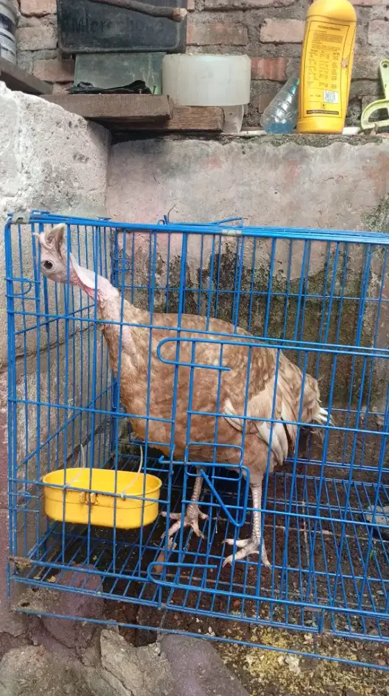 Ayam kalkun dewasa