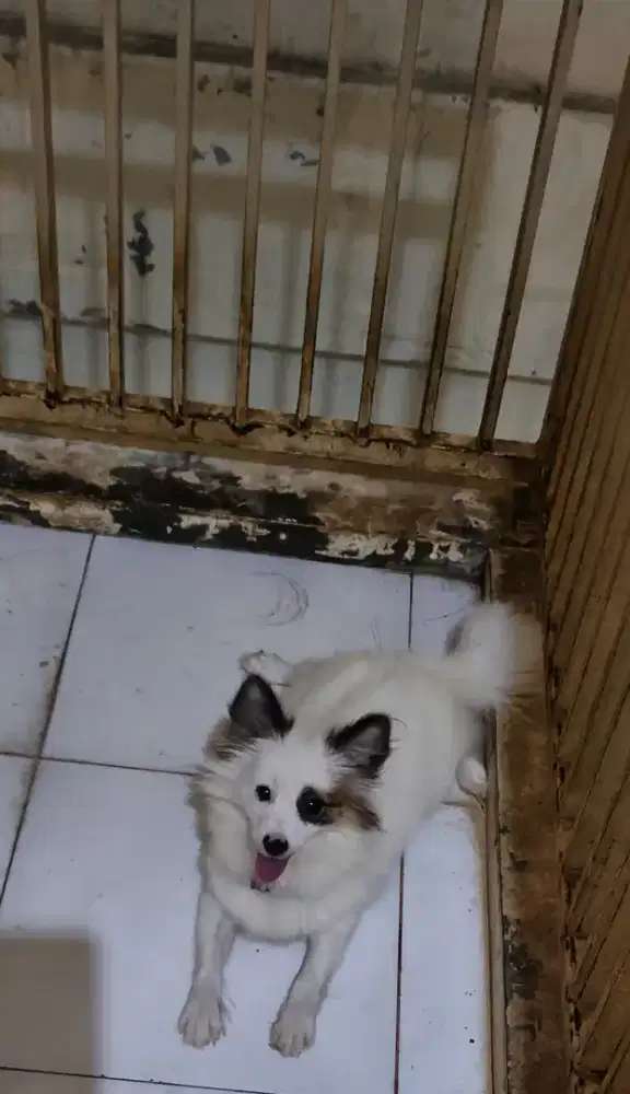 POMERANIAN JANTAN USIA 8 BULAN