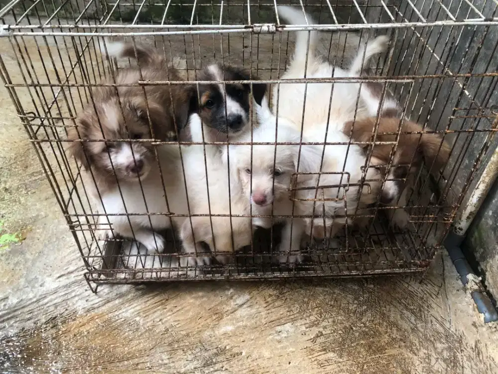 Anakan Anjing Mix sehat dan Aktif