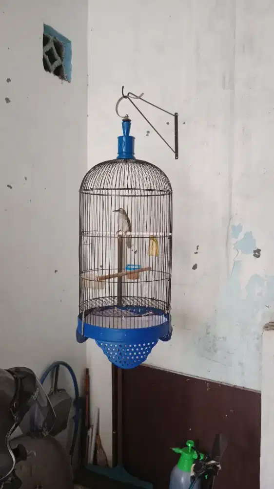 Burung terucuk mewah