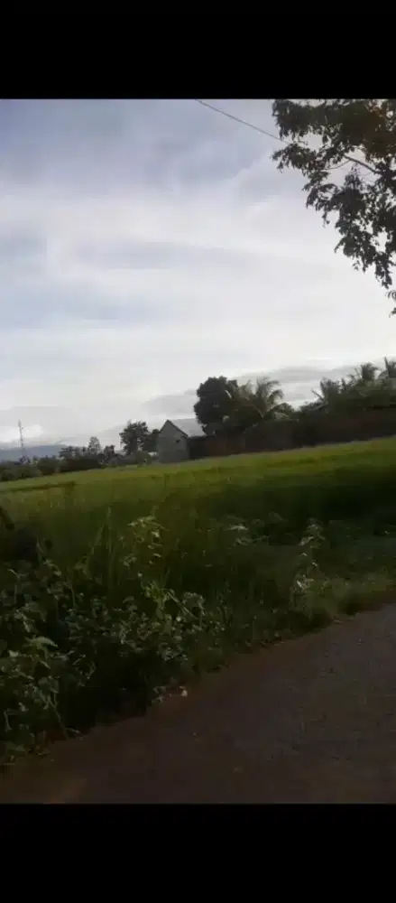 SAWAH MURAH 115 ARE PINGGIR JALAN LOBAR