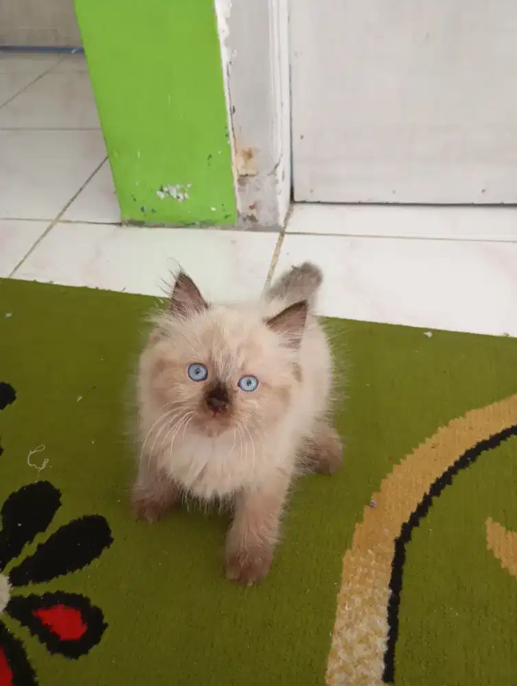 LA Kitten Himalaya Betina
