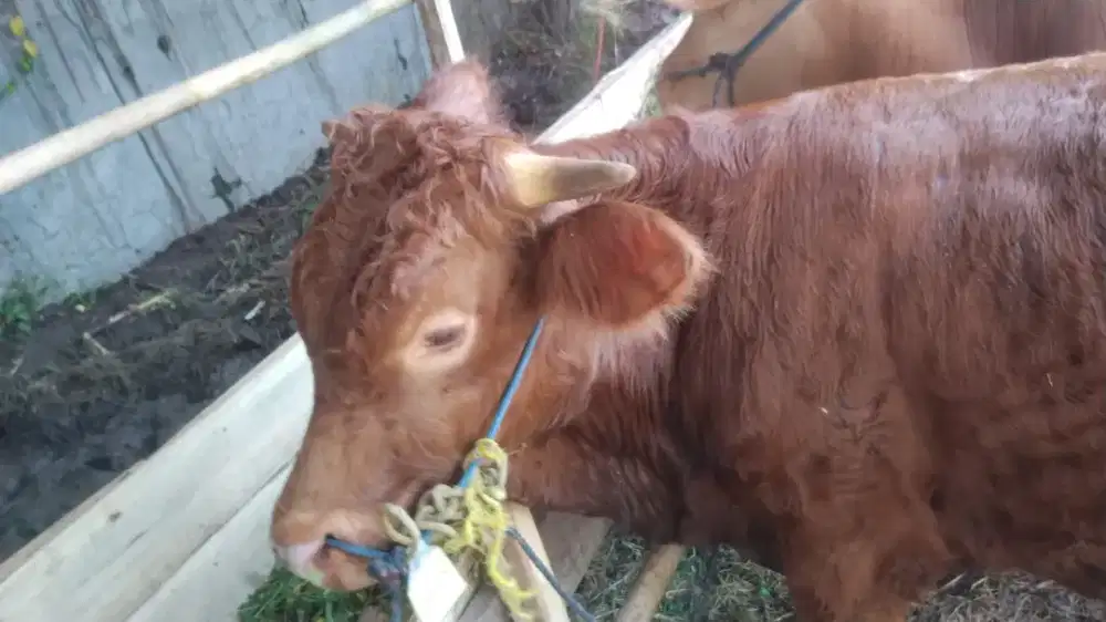 Dijual Sapi Qurban Sehat Sesuai Syariat