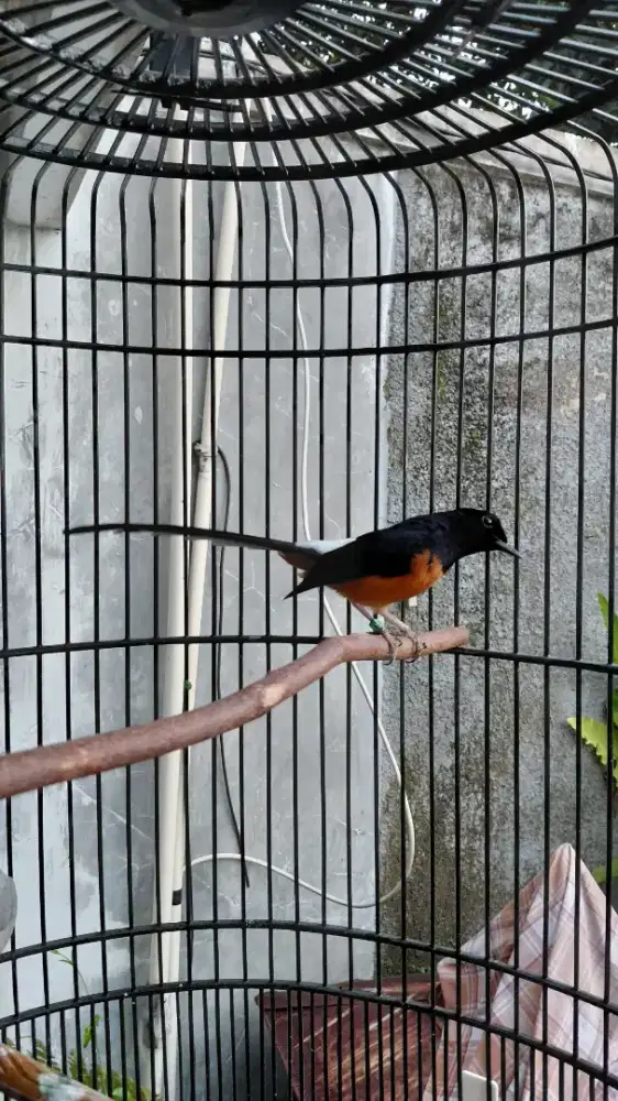 Jual Murai Batu Dewasa Burja