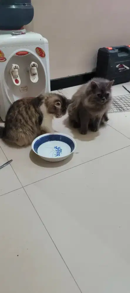 Proses pindahan yg mau adopsi monggo. Dua kucing minta mahar 1 juta