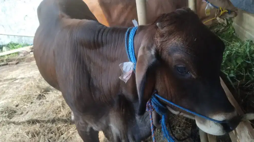 Dijual Sapi Qurban Bandung