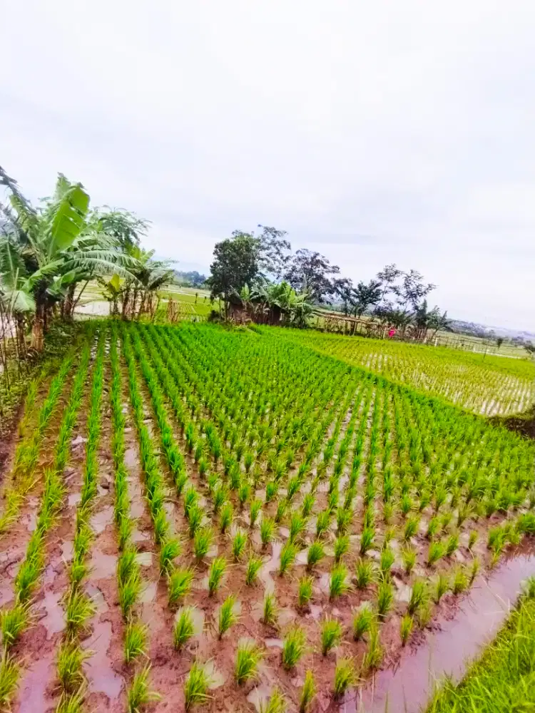 DI JUAL!!! SAWAH