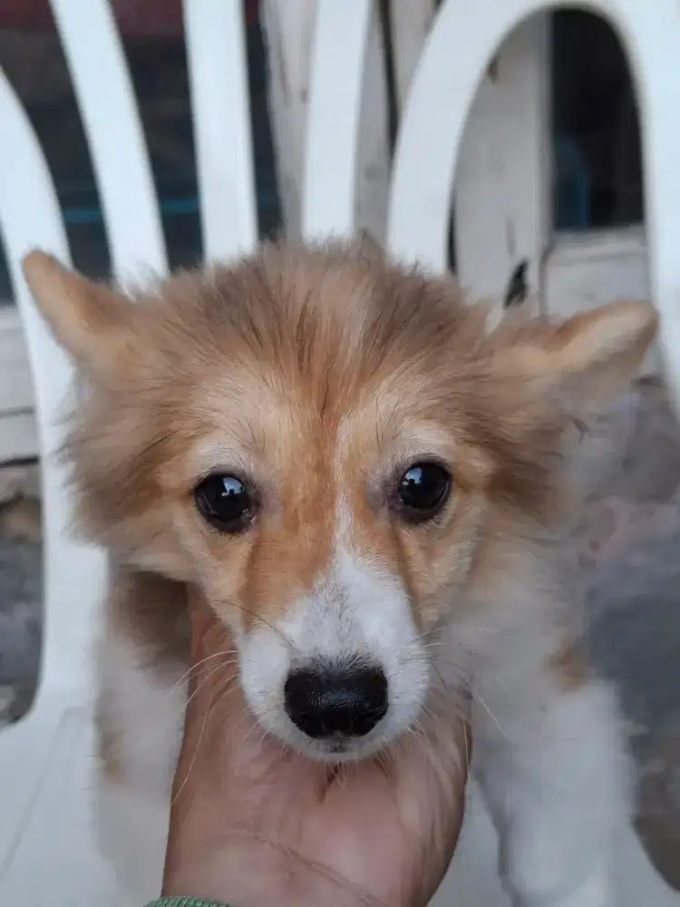Jual Anjing Corgy
