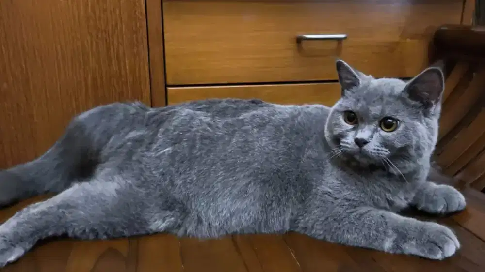 British shorthair kitten jantan 7 bulan