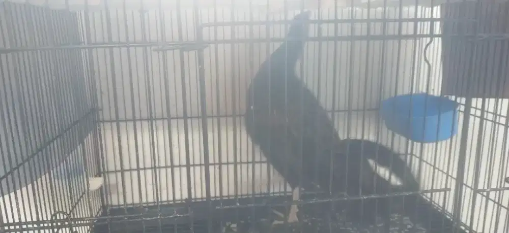 Ayam hutan hijau jantan