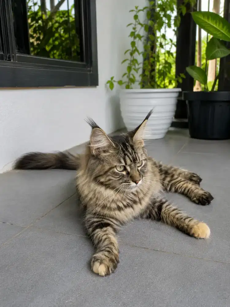 Betina mainecoon
