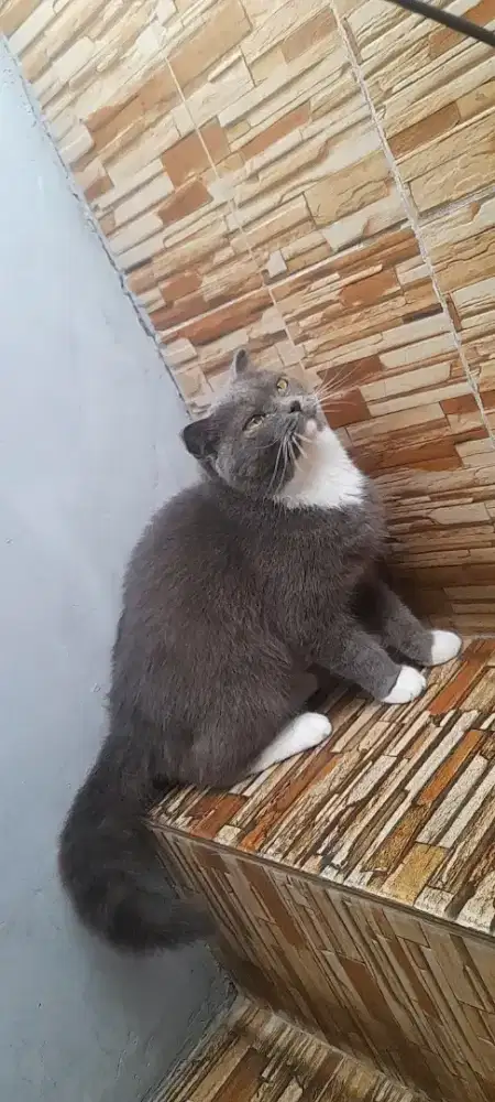 Scottish fold Betina