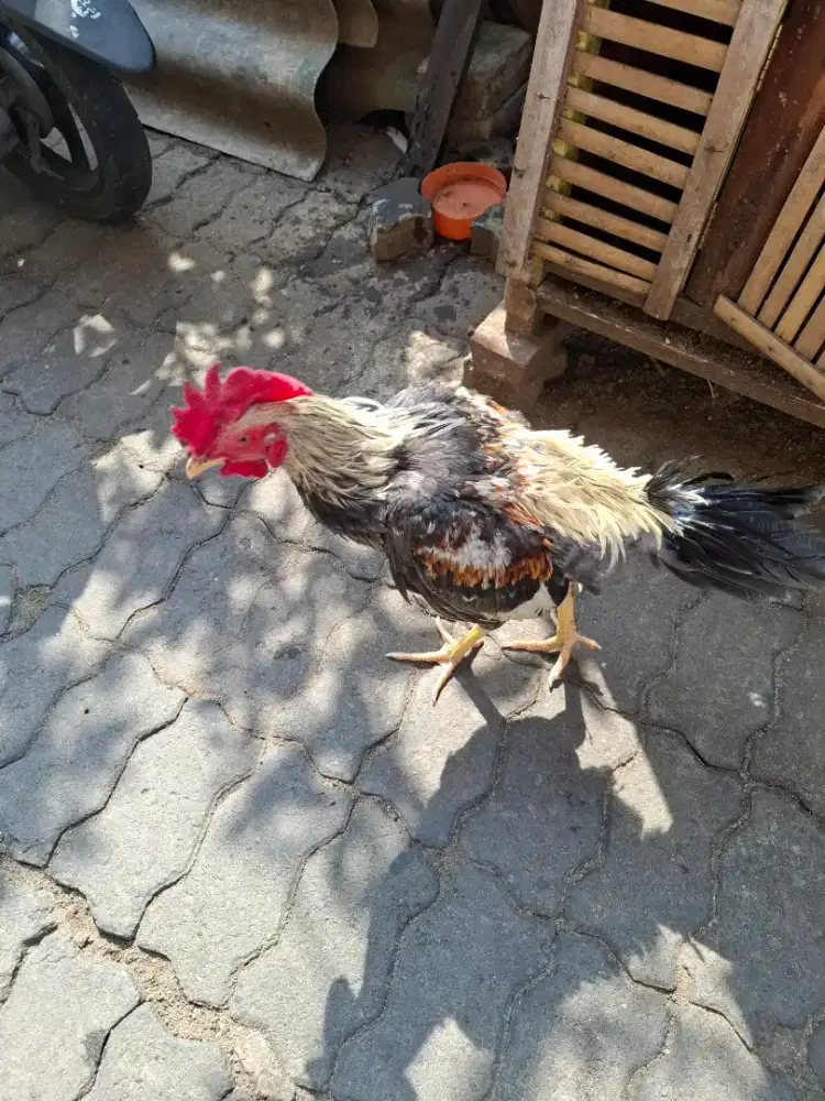 Ayam jantan umur 7bulan