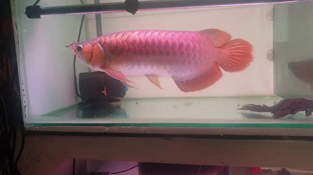 Arwana sr uk 42 cm .
