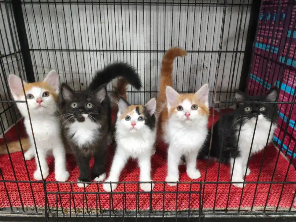 Kucing Ras Lucu Lucu