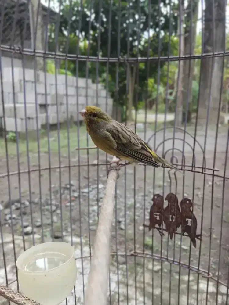 Paud Kenari Lokal