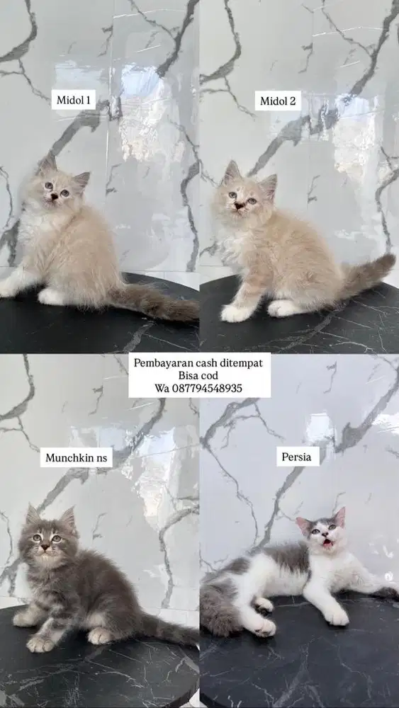 Kucing persia mido munchkin ns