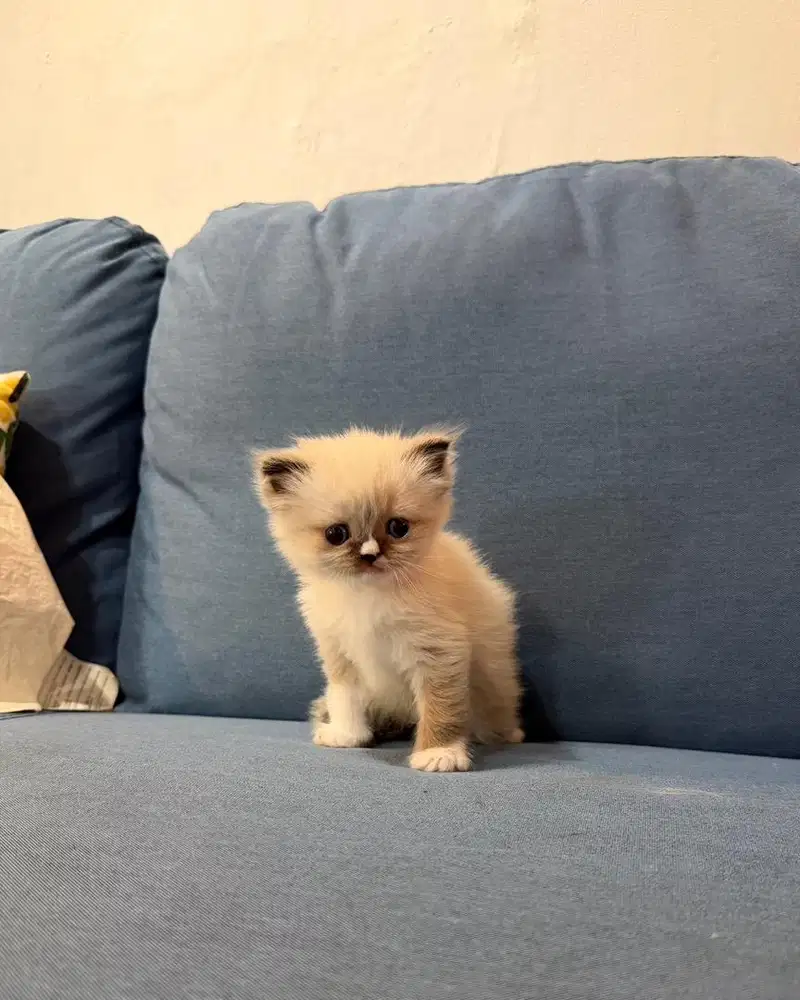 Kitten Ragdoll Betina