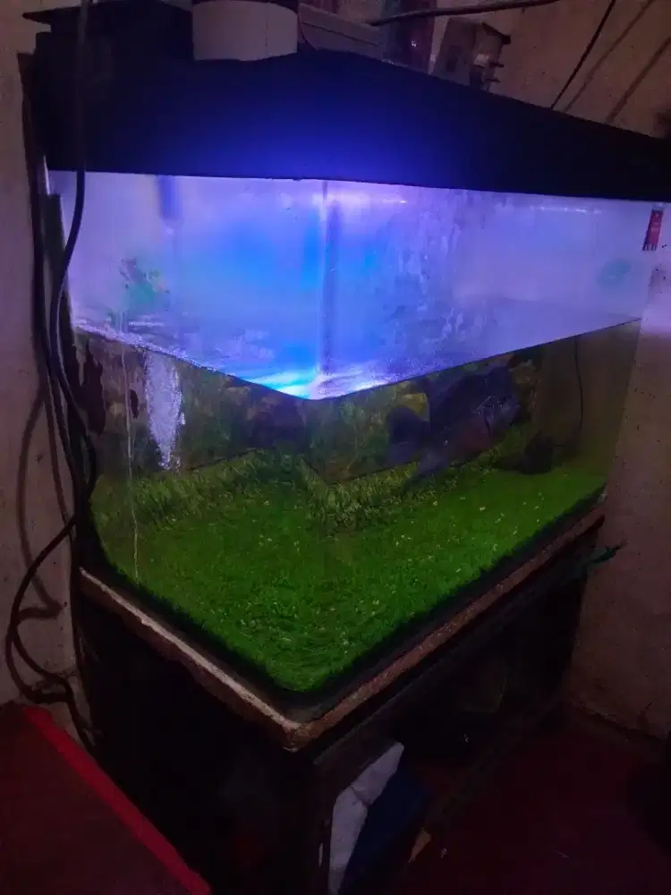 Di jual Ikan Louhan kesayangan +aquarium
