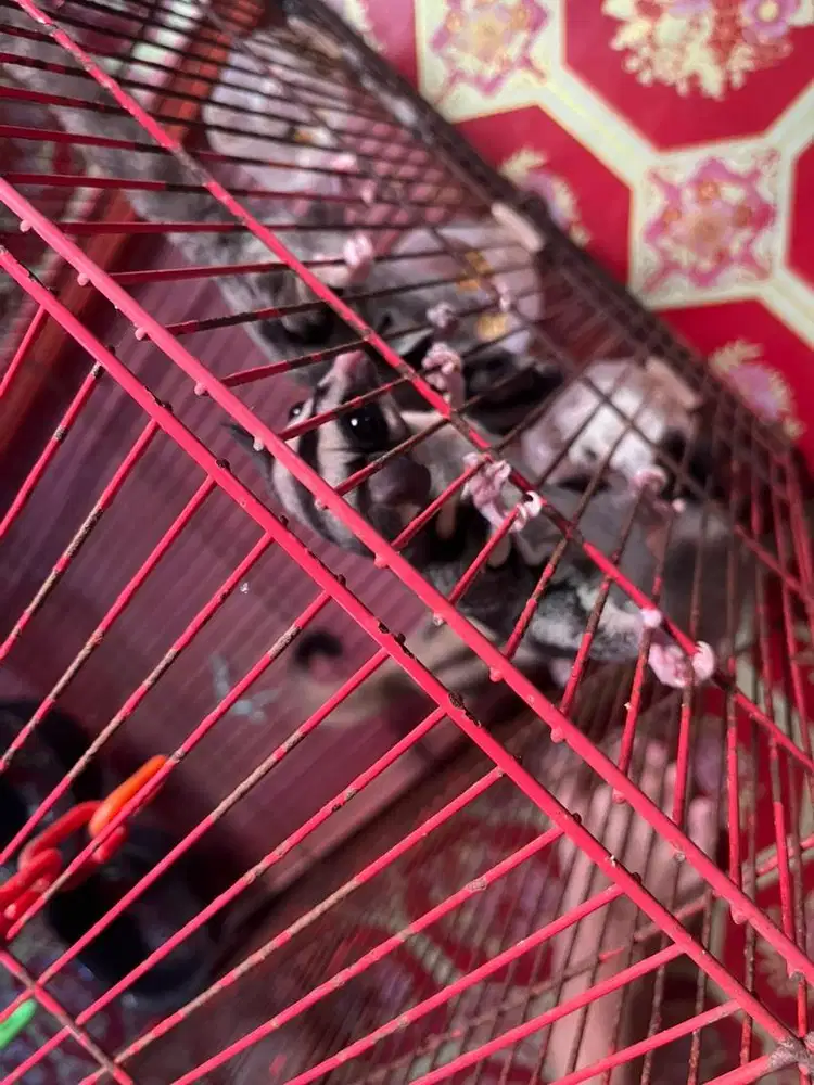Sugar Glider Sejenis Tupai