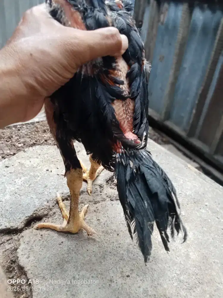 Ayam. Bangkok ekor lidi
