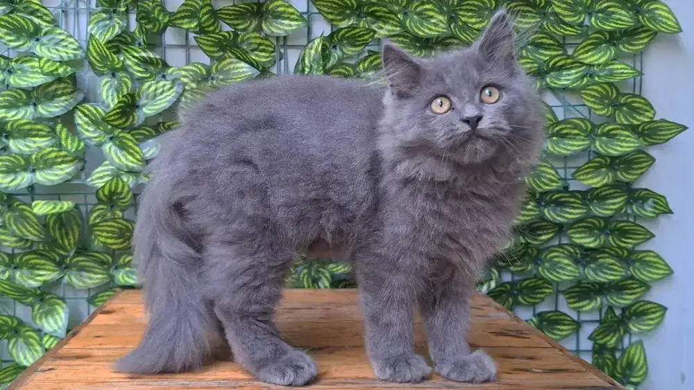 KUCING PERSIA JANTAN 3 BULAN