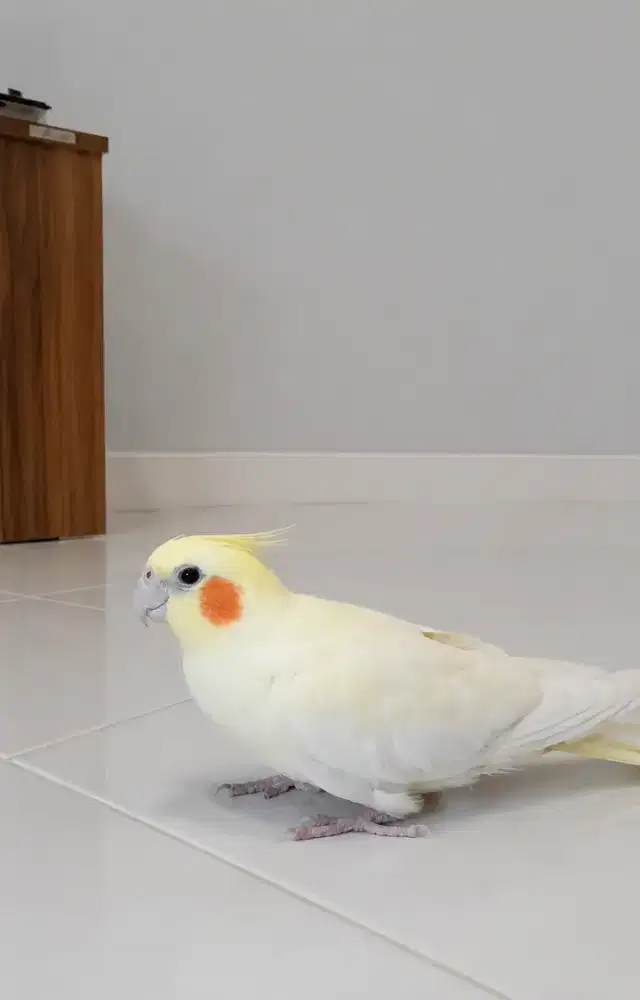 Cockatiel Falk Parkit Australia Lutino Jinak Total