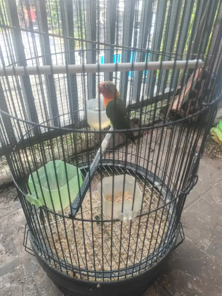 Lovebird hijau olive