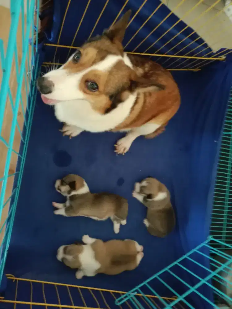 Puppies corgi jantan 2 betina 1