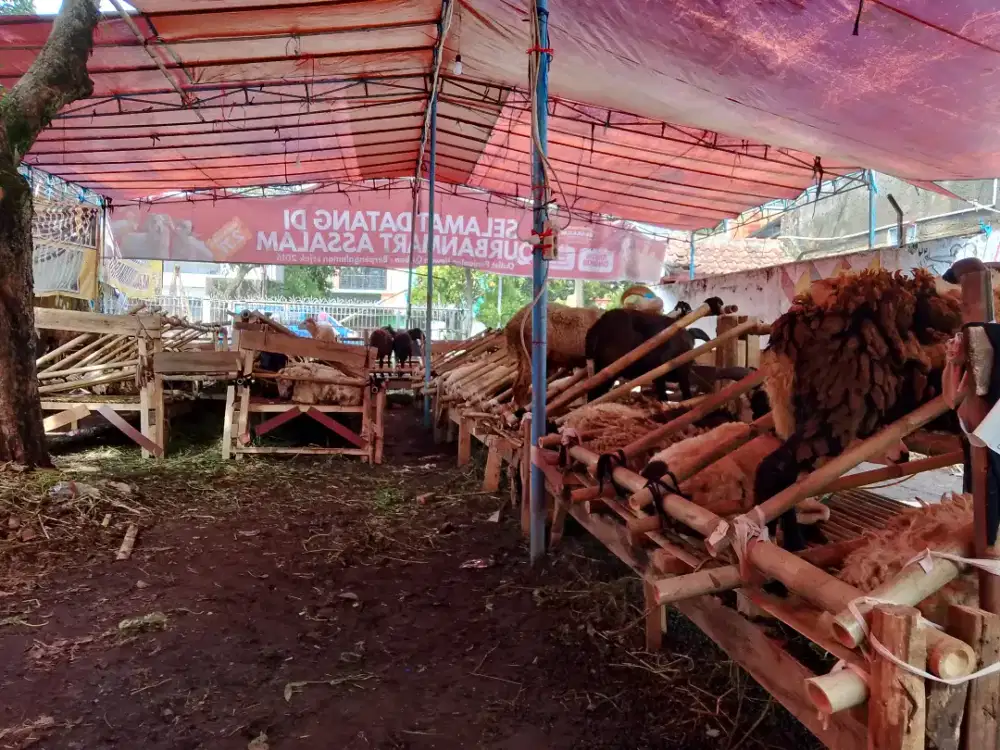 Domba murah bandung