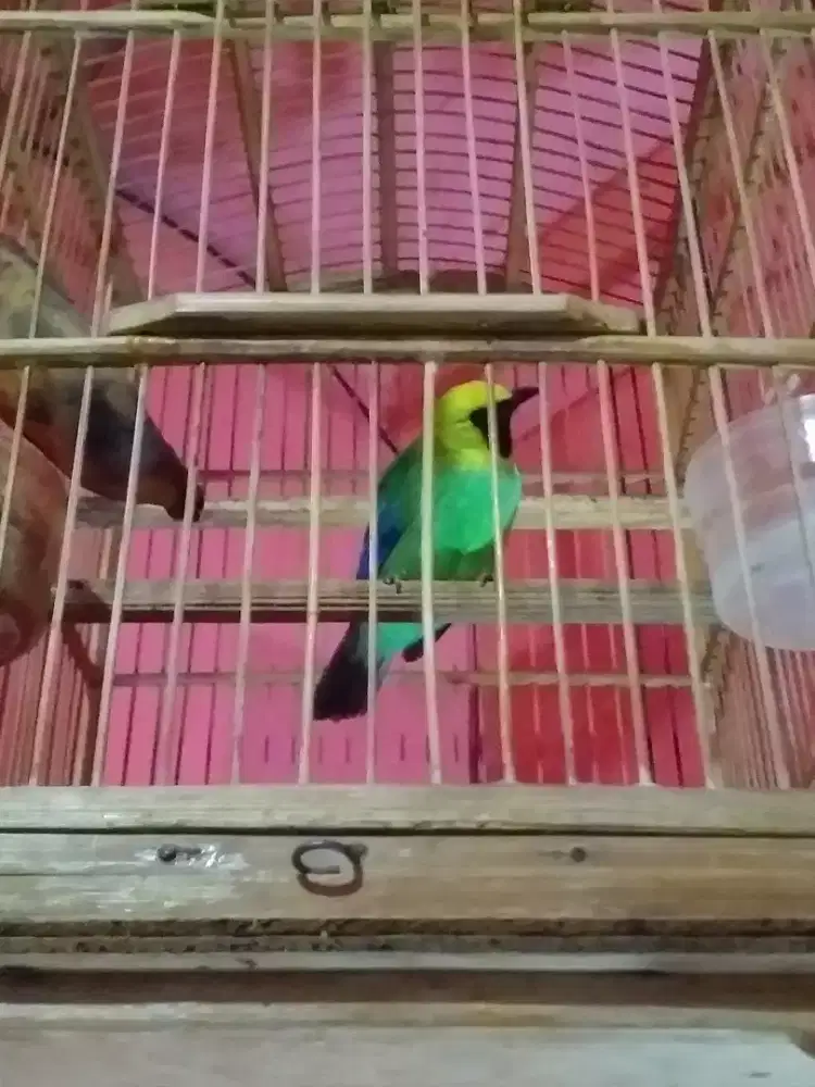 Cjm rantung udah rajin bunyi
