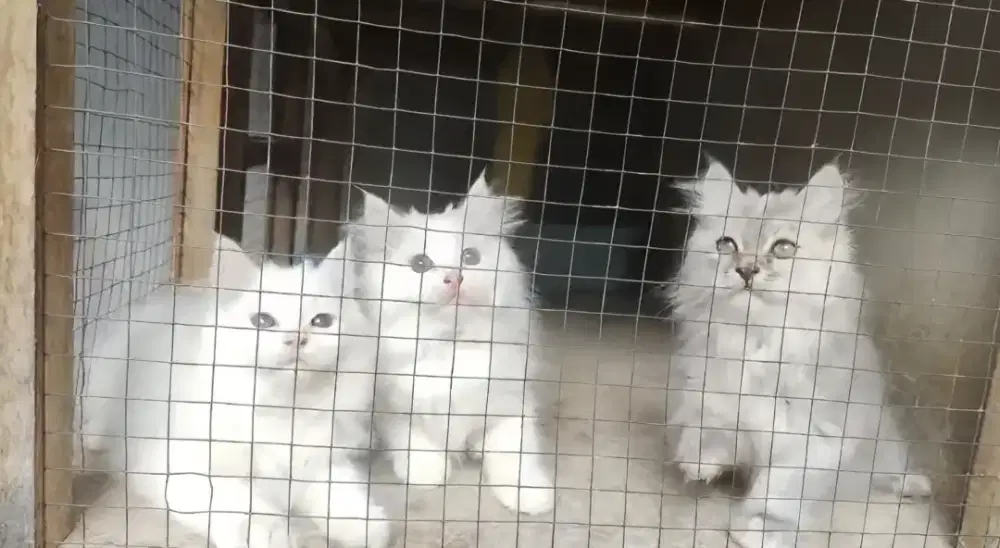 Kucing kitten persia mix norwegian / anggora / persia / peaknose