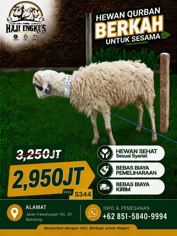 Jual Domba Qurban Hewan Qurban