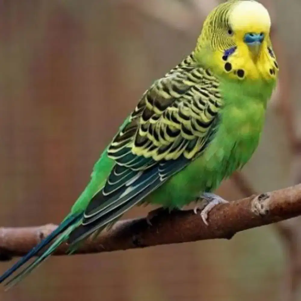 burung parkit jantan