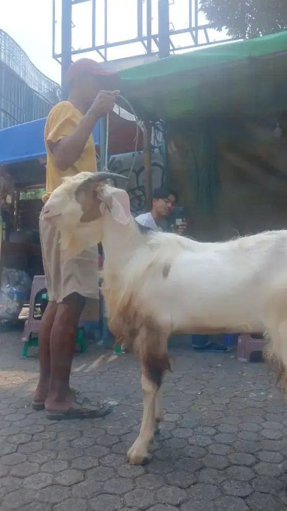 /Jual Murah kambing ekonomisan