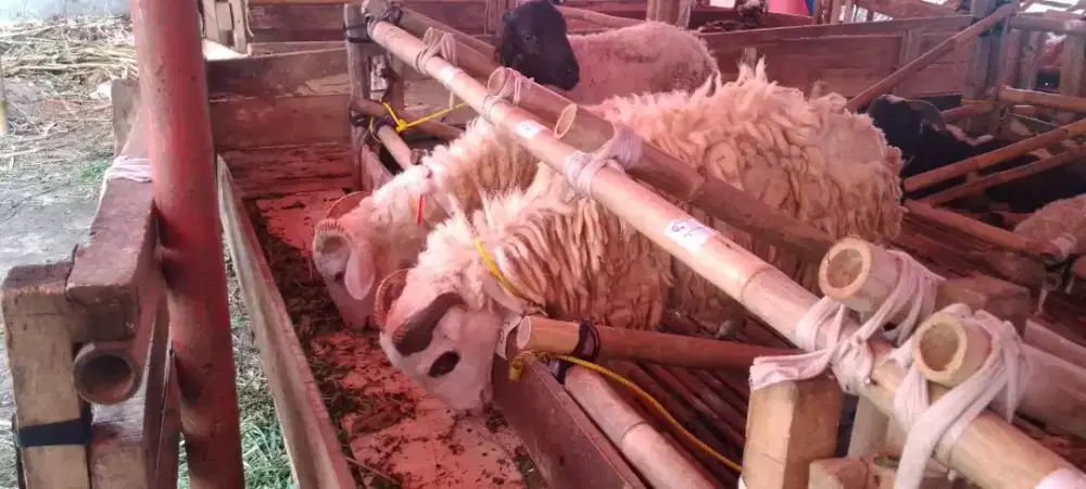 Domba Qurban Siap Antar