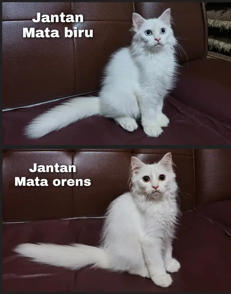 Kitten Persia Longhair